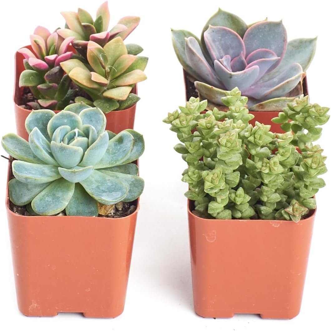 Shop Succulents Pastel Succulent Plant Pack Collection - Live Mini Succulent Plants, Low