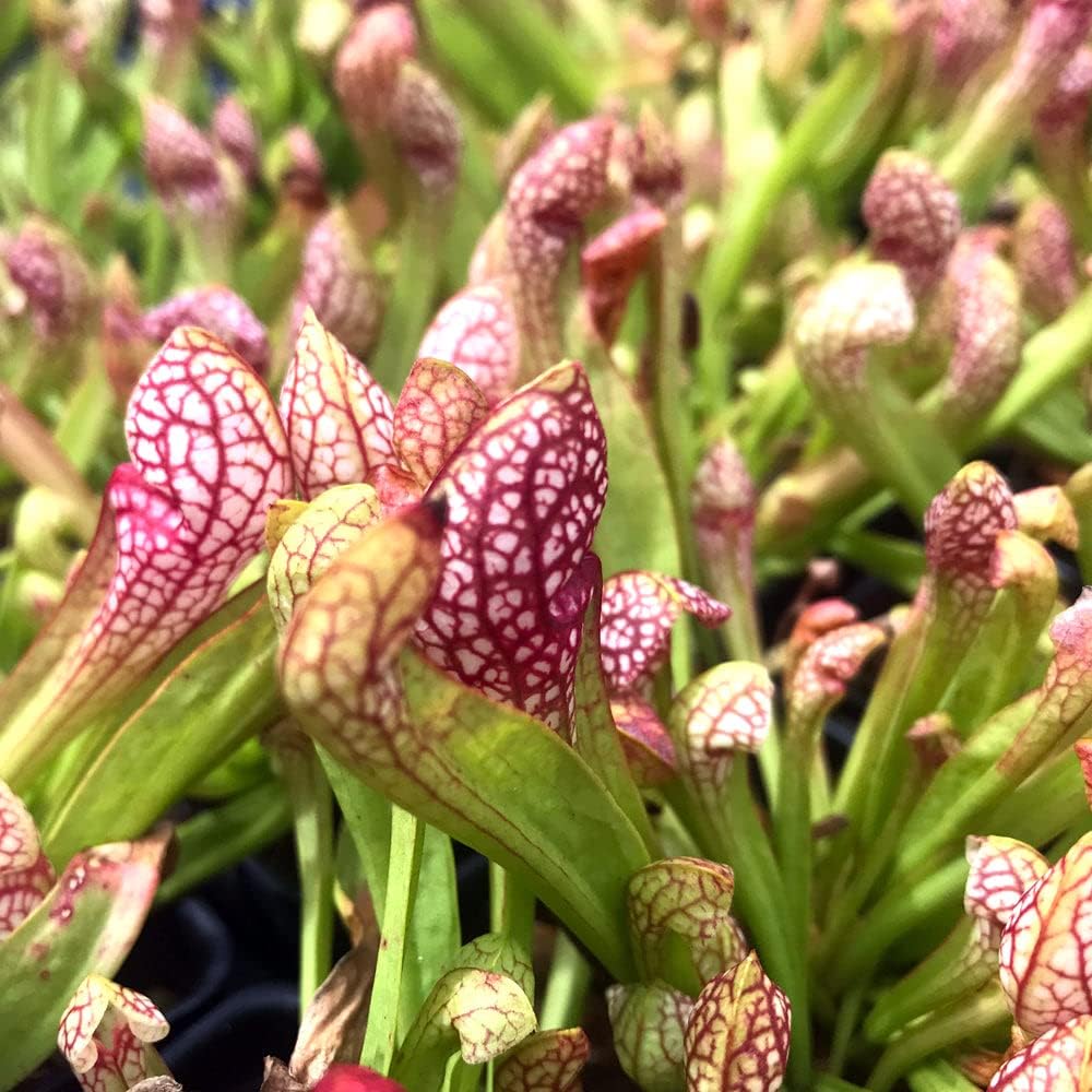 Scarlet Belle Carnivorous Pitcher Plant - Sarracenia - Live Plant - Wellspring Gardens Starter