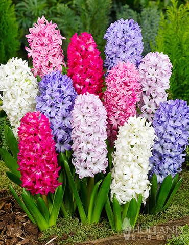 Mixed Hyacinth Bulbs for Forcing Indoors - 12Pcs Mixed Hyacinth Flower Bulbs for Fall Planting with