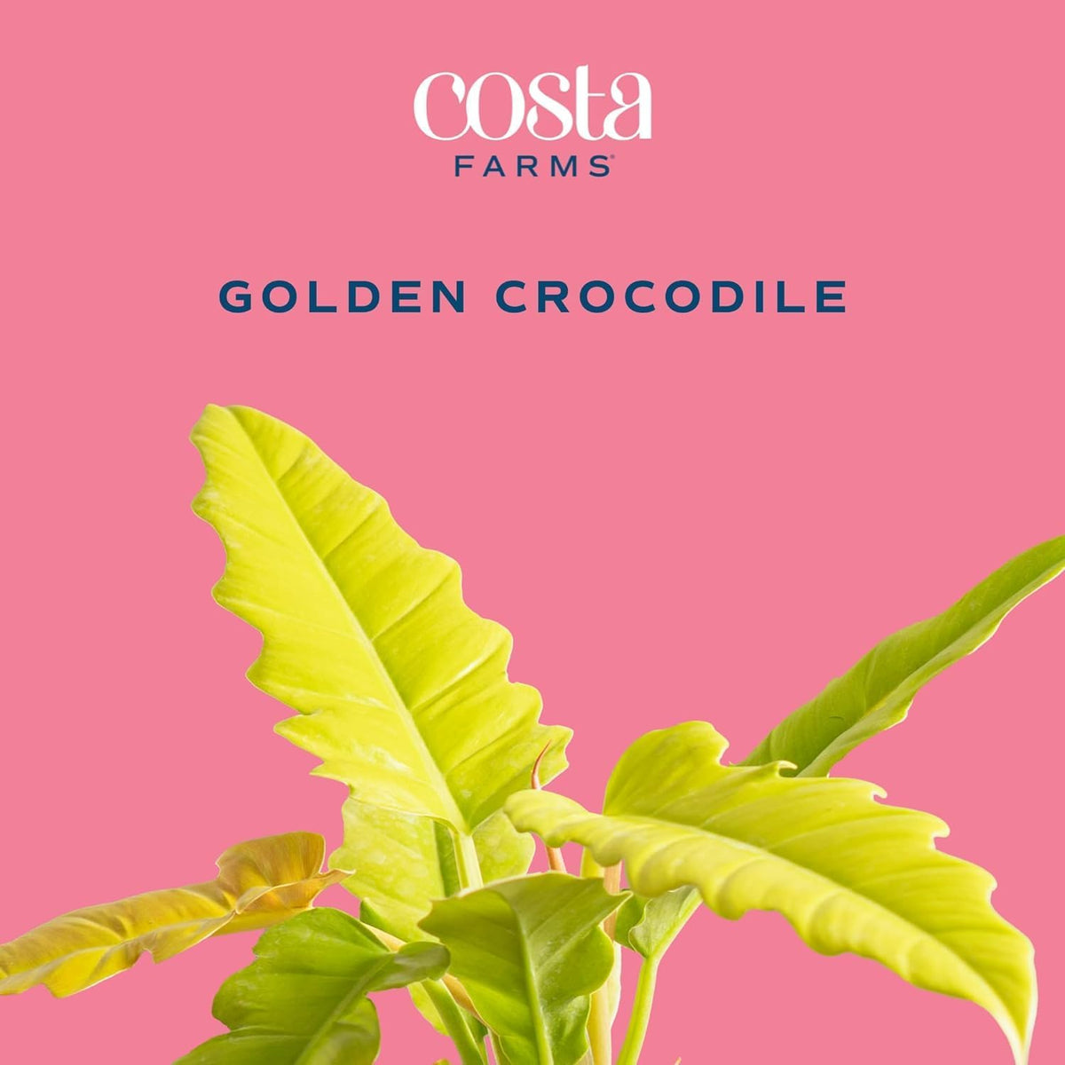 Costa Farms Philodendron Golden Crocodile, Rare Unique Live Indoor Plant in 6-Inch Self-Watering