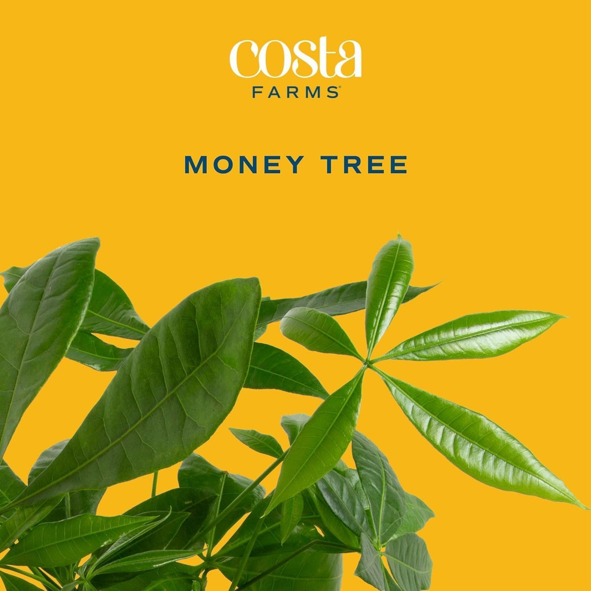 Costa Farms Money Tree Live Plants in Decorative Pot, Large Air Purifying Indoor Houseplant