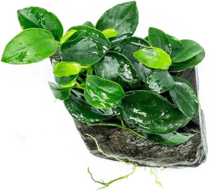 SubstrateSource Live Planted Decor - Anubias Nana Petite (Anubias barteri VAR. Nana 'Petite') on