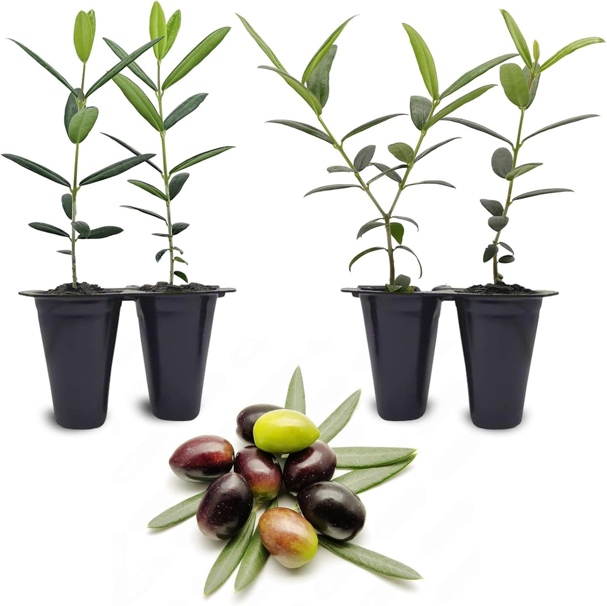Olive Tree Arbequina (4 Pack) Real Olea Europaea | Easy to Grow Plants | Great Gift for