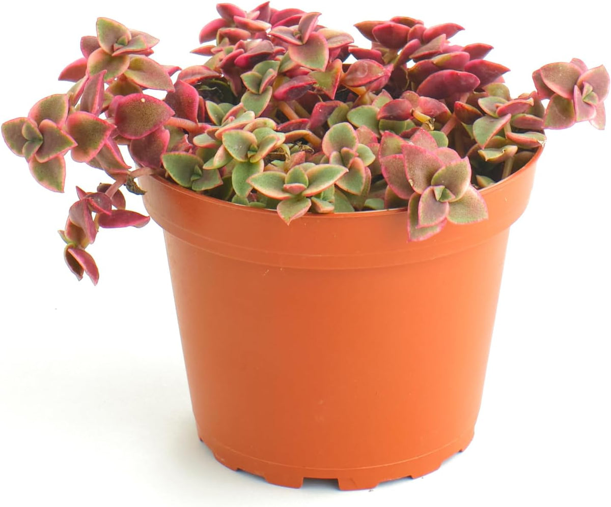 Shop Succulents Calico Kitten Hanging Succulent, Crassula Pellucida Variegata, Fully Rooted Live 4"
