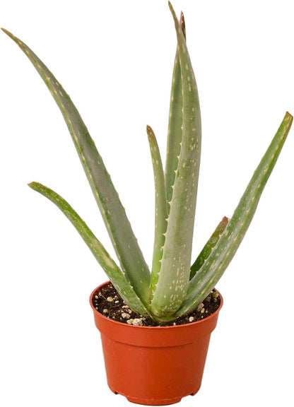 Aloe Vera Live Plant for Indoor | Different Houseplants in 4'' & 6'' Pot | Real House Plant for