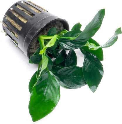 SubstrateSource Anubias Live Aquarium Plants - Potted Freshwater Plant for Fish Tanks, Terrariums