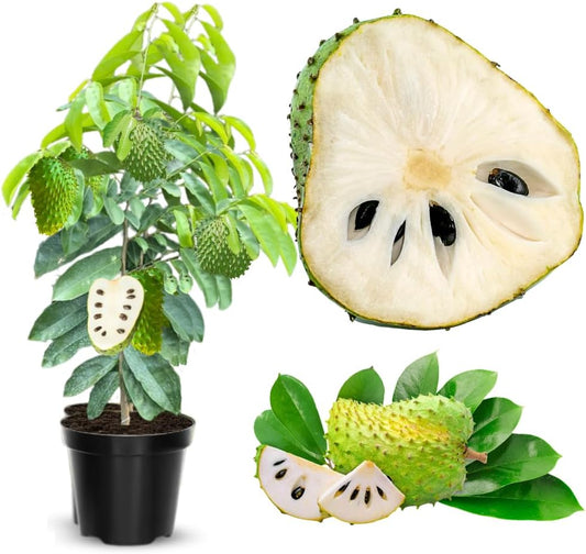 3 Years Old Soursop Tree Plant Live in 3 Gallon Pot, 2-3 Feet Soursop Trees Seedling Tropical