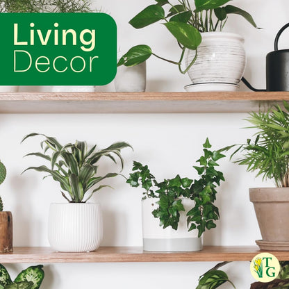 Thorsen's Greenhouse Live Green English Ivy Plant, Hedera Helix, Natural Air Purifier, Easy to