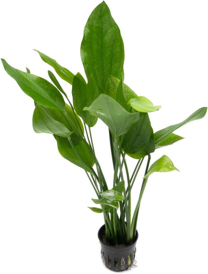 SubstrateSource Echinodorus Grandifolius Sword Live Plant for Freshwater Aquariums, Natural Fish