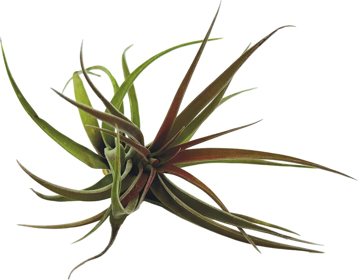 ragnaroc Air Plants - Tillandsia Brachycaulos Abdita, Large 4-6" - 2 ct - Live Arrival Guaranteed
