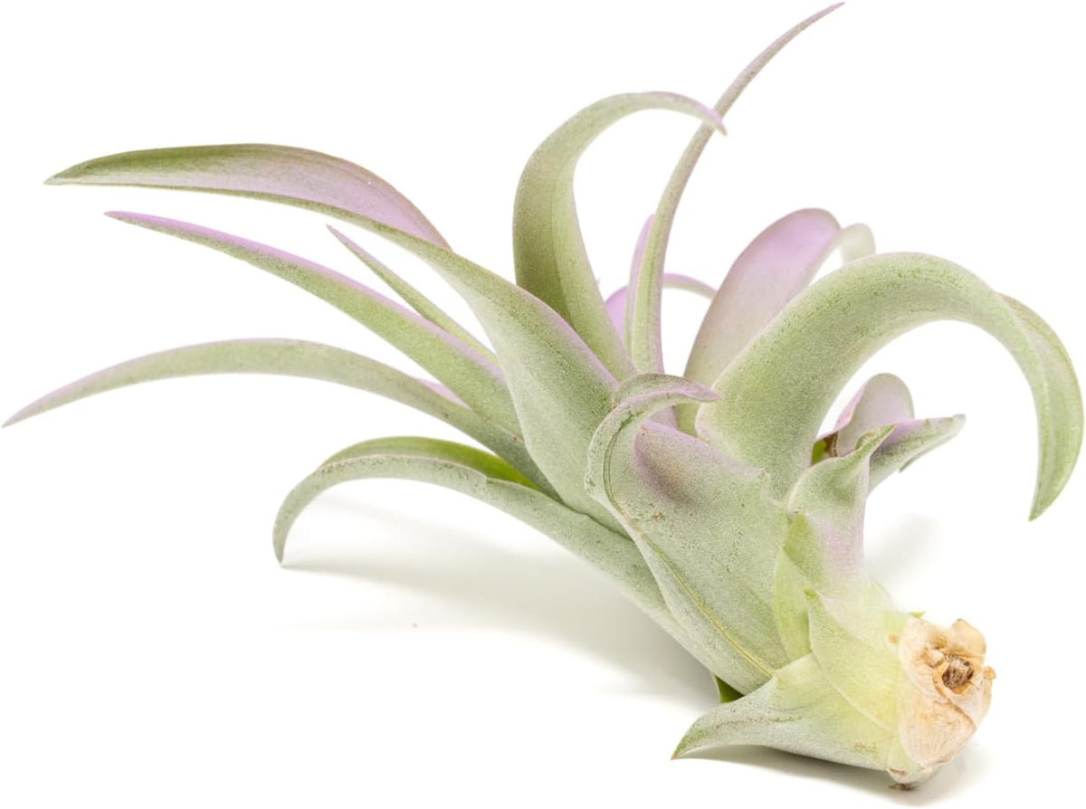 Lavender Colorful Tillandsia Air Plants - Long Lasting Color Enhanced Live Tillandsia Succulent