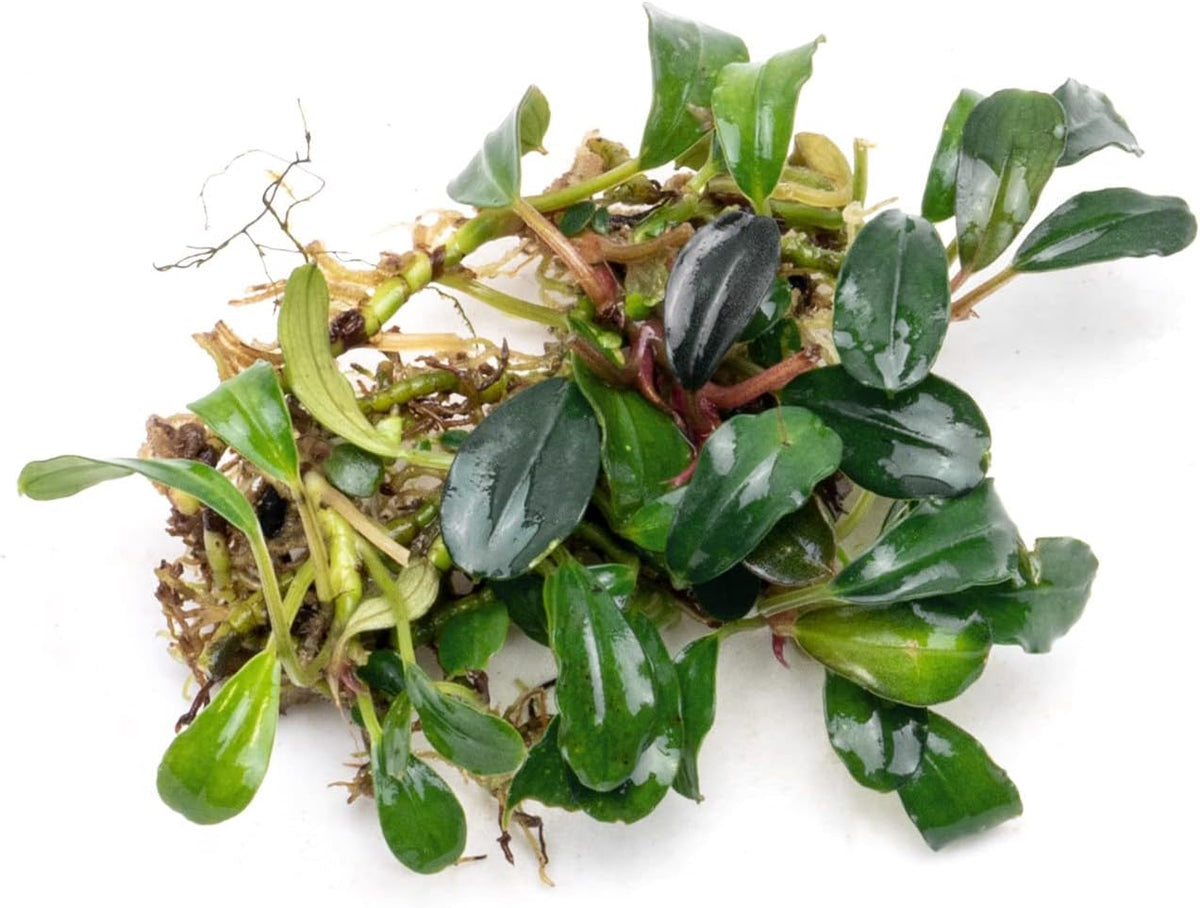 SubstrateSource Bucephalandra Brownie Blue Live Aquarium Plant - Natural Freshwater Fish Tank