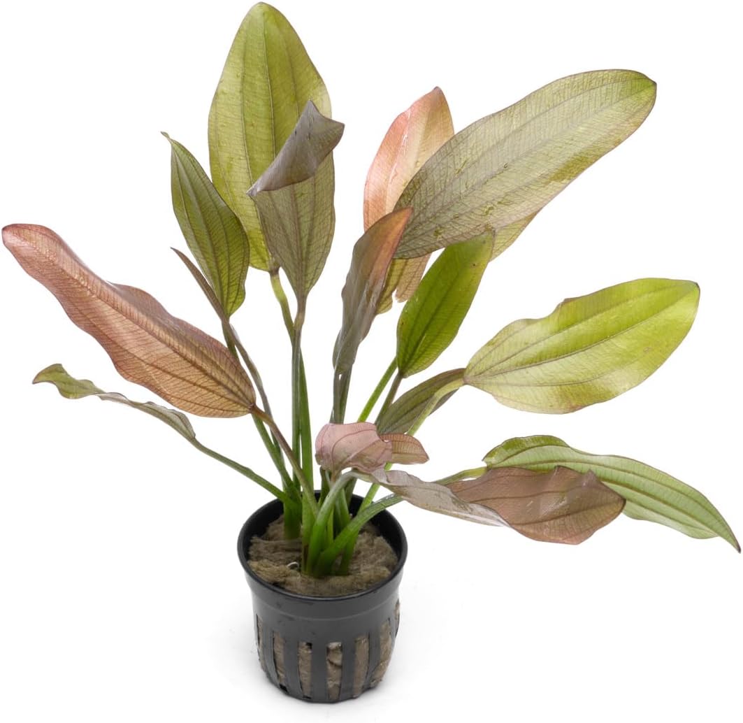 SubstrateSource Echinodorus Rose Sword Live Plant for Freshwater Aquariums, Natural Fish Tank