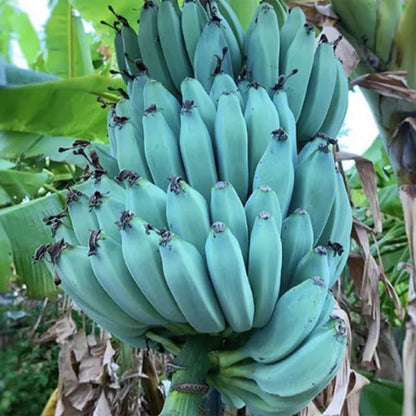 Blue Ice Cream Banana Plant Live, 4-6" Tall Well-Rooted for Indoor Tropical Displays, Cold Hardy