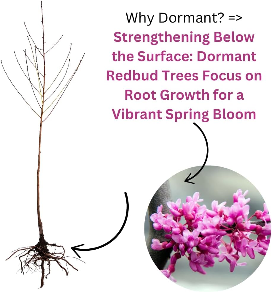 5 Dormant Eastern Redbud Trees Live Plants Seedlings Bare Roots, 6 to 13 Inc Tall Red Bud Trees