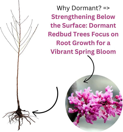5 Dormant Eastern Redbud Trees Live Plants Seedlings Bare Roots, 6 to 13 Inc Tall Red Bud Trees