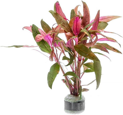 SubstrateSource Live Aquarium Red Stem Plants - Freshwater Aquatic Plant for Fish Tanks