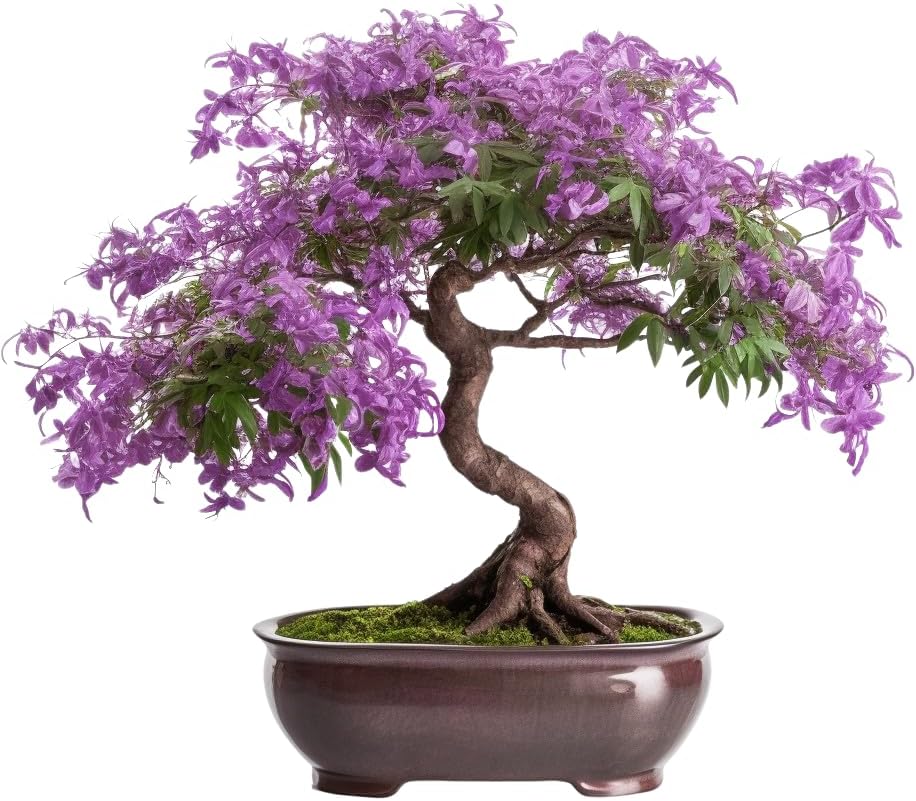Bonsai Starter Kit – Growing Jacaranda Bonzai Tree from Seeds | Complete Indoor Tree Kit for