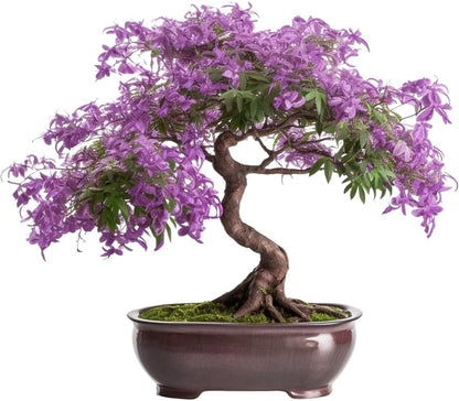 Bonsai Starter Kit – Growing Jacaranda Bonzai Tree from Seeds | Complete Indoor Tree Kit for