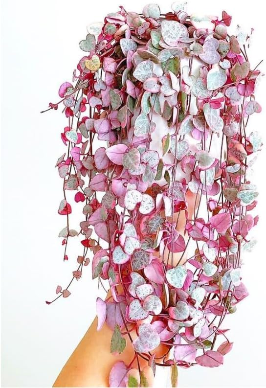 Ceropegia Woodii Variegated String of Hearts Plant Live, Trailing Succulent Vine, Rare Live Indoor