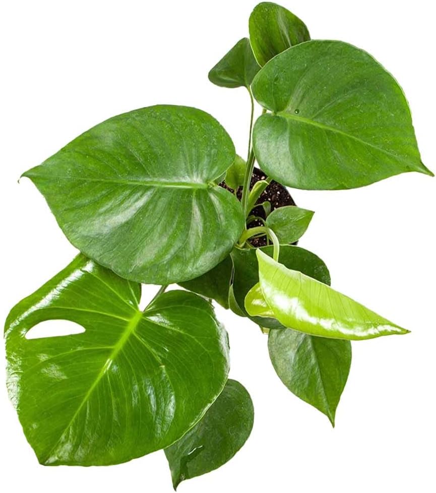 American Plant Exchange Monstera Deliciosa – Live 4-Inch Pot in Stylish Pot Cover, Easy-Care Split