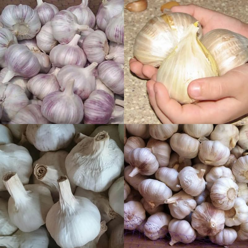 1 Pound Garlic for Planting in Fall Mix Random Softneck Hardneck, 8-10 Assorted Garlic Bulbs for