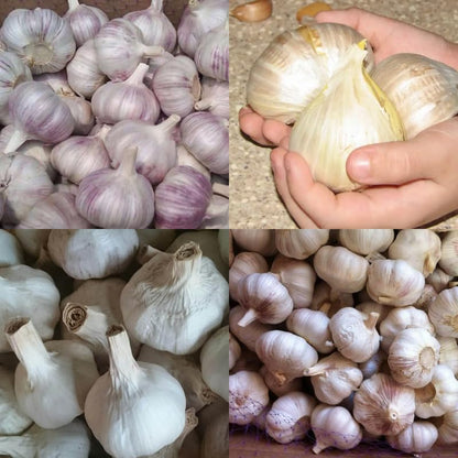 1 Pound Garlic for Planting in Fall Mix Random Softneck Hardneck, 8-10 Assorted Garlic Bulbs for