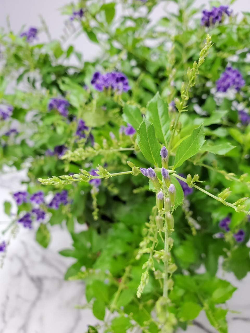 Tropical Plants of Florida - Duranta Sapphire Showers - Flowering Bush Plant - Overall Height 22"