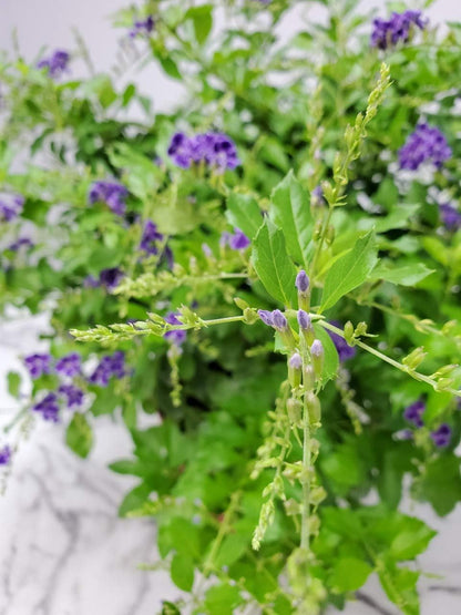Tropical Plants of Florida - Duranta Sapphire Showers - Flowering Bush Plant - Overall Height 22"