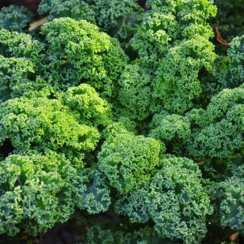 Kale Plant in 4 Inch Pot, 3 to 5 Inch Tall Vegetable Kale Plants Seedling, Cold Harrdy Plants for