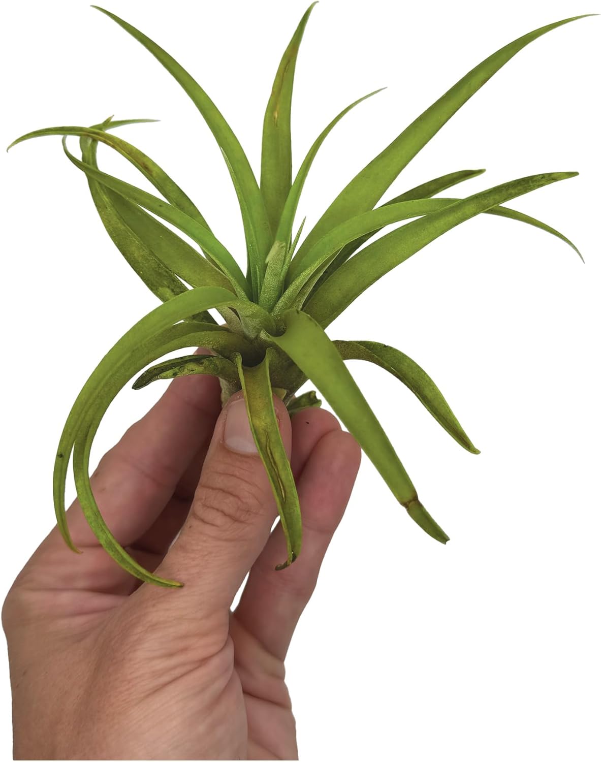 ragnaroc Air Plants - Tillandsia Capitata (Peach), Large 5-7” - 1 ct - Live Arrival Guaranteed