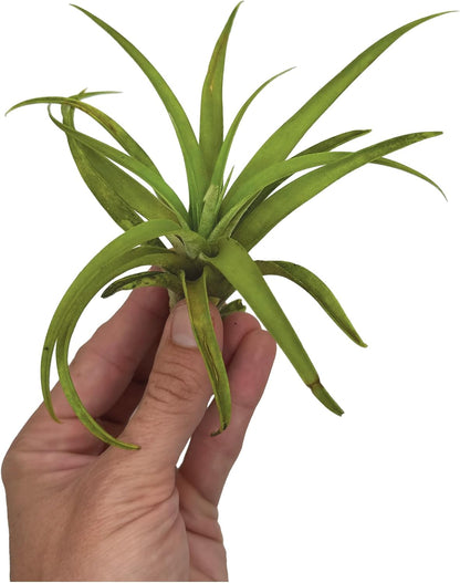 ragnaroc Air Plants - Tillandsia Capitata (Peach), Large 5-7” - 1 ct - Live Arrival Guaranteed