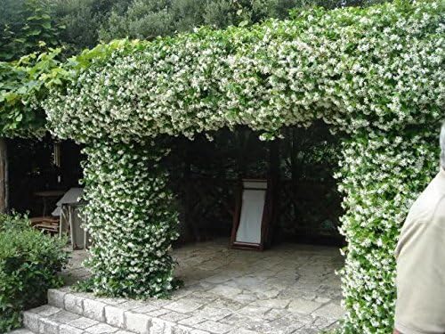 Jasmine Confederate Qty 30 Live Plants Fragrant Easy to Grow Vine Showy Blooms