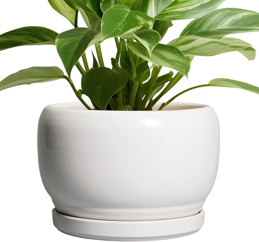 SQOWL Ceramic Planters for Indoor Plants - 8 Inch Plants Pot, Round Outdoor Flower Pot with