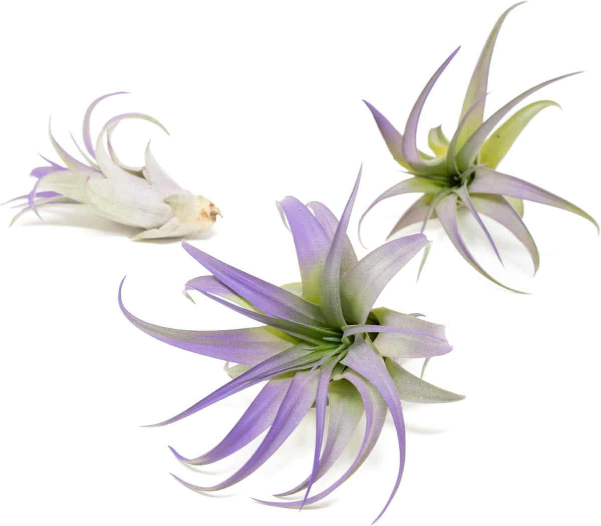 Purple Colorful Tillandsia Air Plants - Long Lasting Color Enhanced Live Tillandsia Succulent House