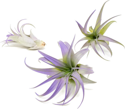 Purple Colorful Tillandsia Air Plants - Long Lasting Color Enhanced Live Tillandsia Succulent House