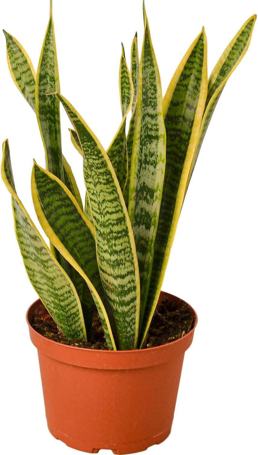 Snake Plant Laurentii | Sansevieria Trifasciata Live Plant for Indoor | Different Houseplants in