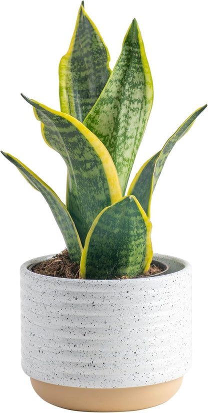 Costa Farms Sansevieria Snake Live Indoor Plant, 8-Inch Tall, Grower's Choice, White-Natural Décor