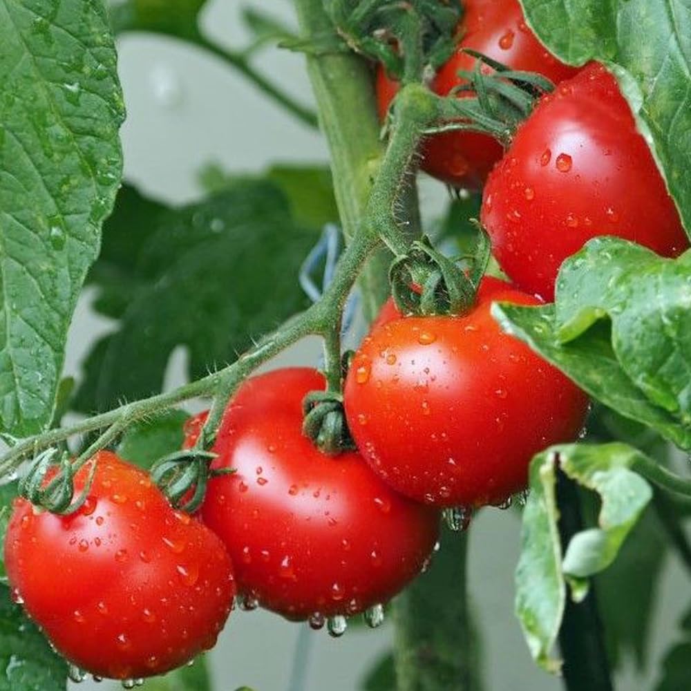 Premium Large Cherry Tomato Seeds – 500 Non-GMO Heirloom Seeds for Planting – Sweet Juicy, High