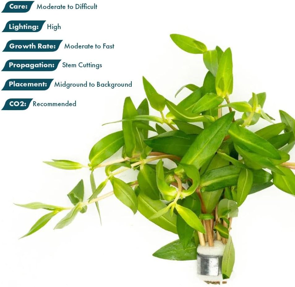 SubstrateSource Live Plants – Nesaea Triflora – High Light, Green with Red Veins, Midground to