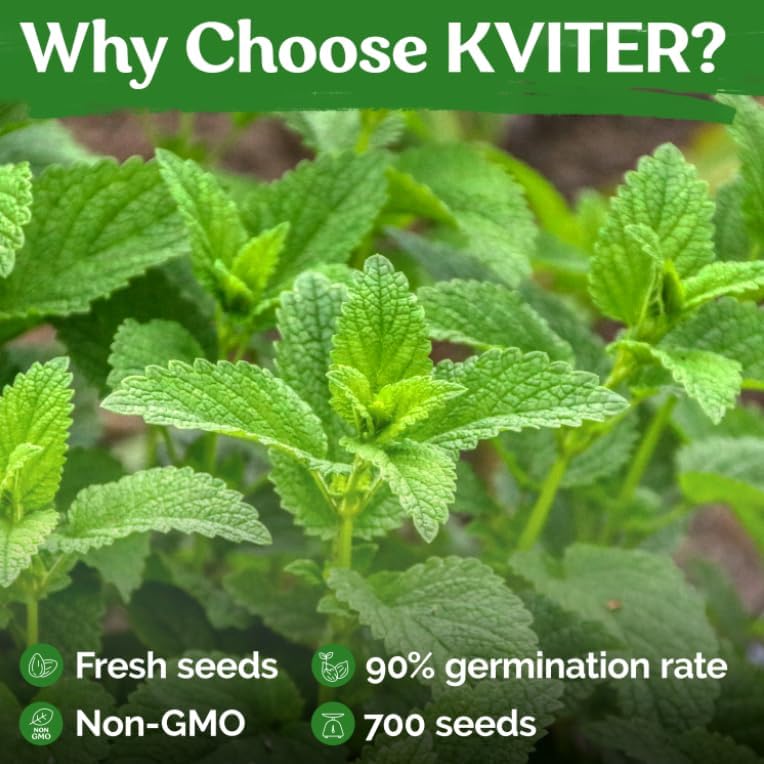 KVITER 700 Lemon Balm Seeds for Planting (Melissa Officinalis) – Heirloom & Organic Medicinal Herb