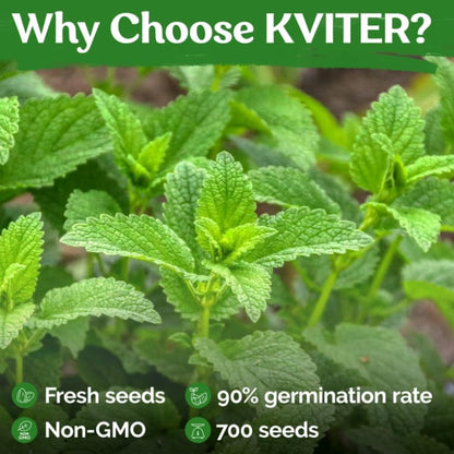 KVITER 700 Lemon Balm Seeds for Planting (Melissa Officinalis) – Heirloom & Organic Medicinal Herb