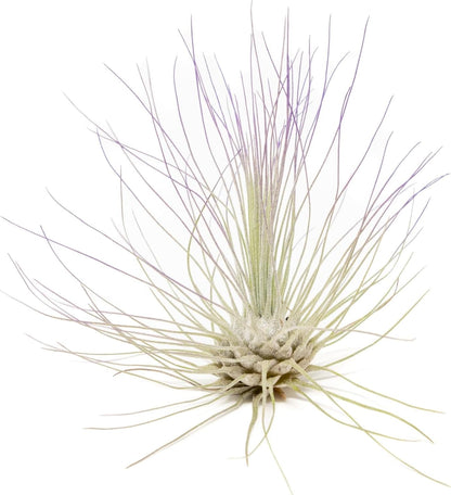 Purple Colorful Tillandsia Air Plants - Long Lasting Color Enhanced Live Tillandsia Succulent House