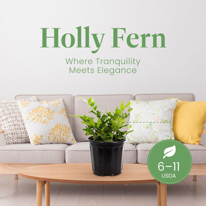 American Plant Exchange Holly Fern – 6-Inch Pot – Live Easy Care Shade-Loving Plant, Versatile