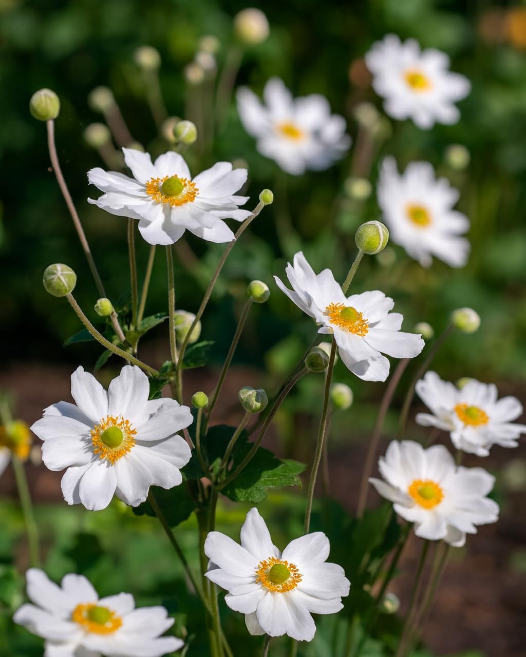 Perennial Farm Anemone x Hybrida 'Whirlwind' – Live Windflower in #1 Container, Semi-Double White