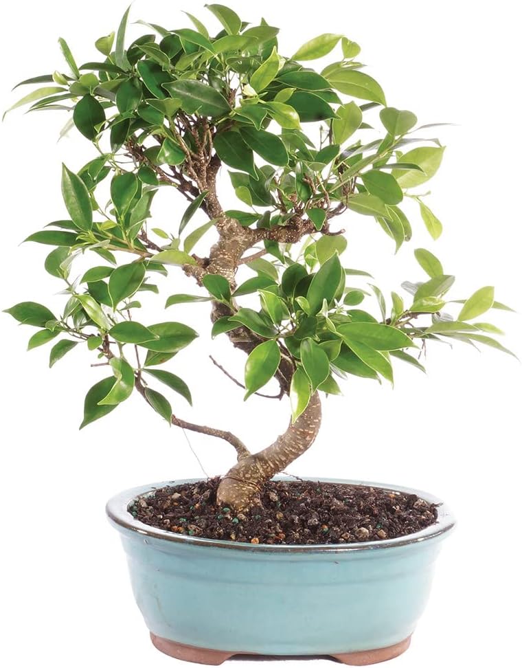 Brussel's Bonsai Live Golden Gate Ficus Indoor Bonsai Tree - Medium, 7 Years Old, 8 to 16 Inches