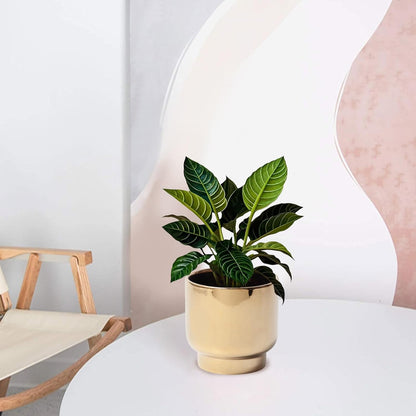 LB Gold Ceramic Planters for Indoor Plants, Succulent Plant Pots Ceramic Flower Pots, Modern Plant