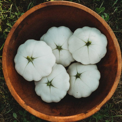 Early White Bush Scallop Squash (White Patty Pan Squash) - 25 Seeds - Bush Squash Variety, Non-GMO