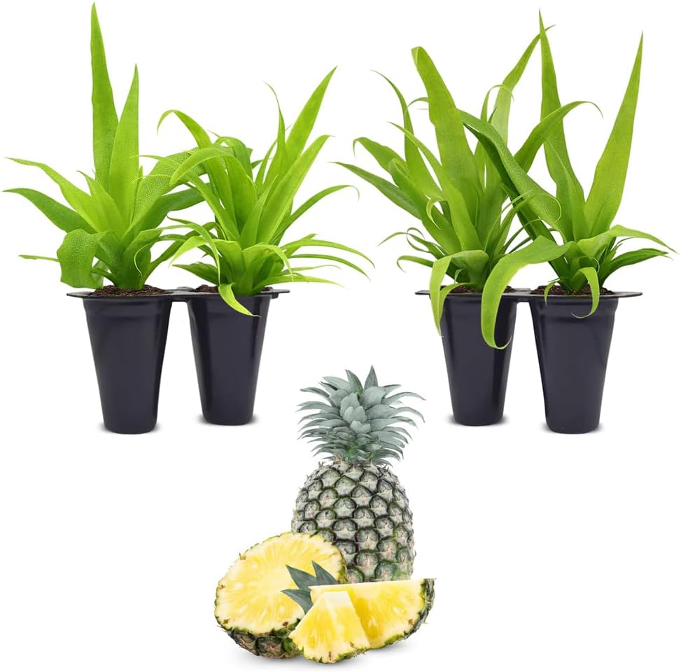 Pineapple Plant White Jade (4 Pack) | Grow Your own Food on Your Edible Organic Garden | Easy to