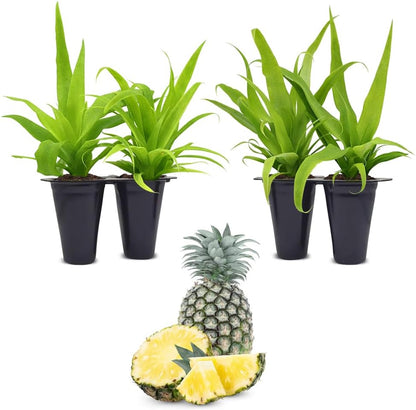 Pineapple Plant White Jade (4 Pack) | Grow Your own Food on Your Edible Organic Garden | Easy to